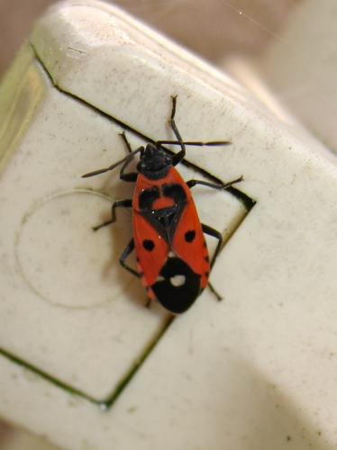 Melanocoryphus albomaculatus