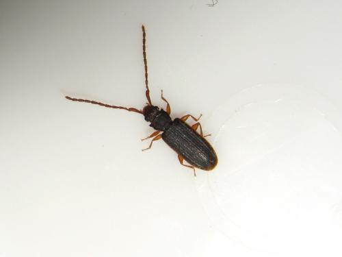 Réf. 203 609 : Uleiota planatus