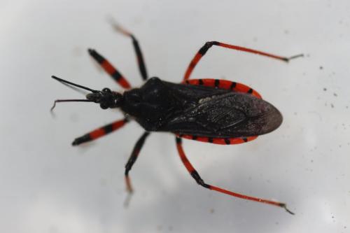 Rhynocoris annulatus