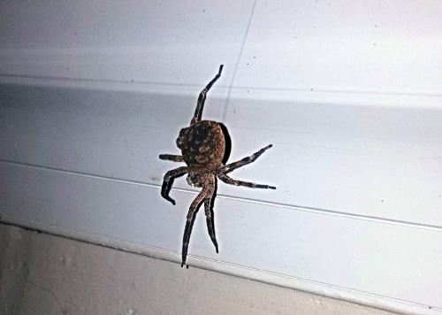 Zoropsis spinimana