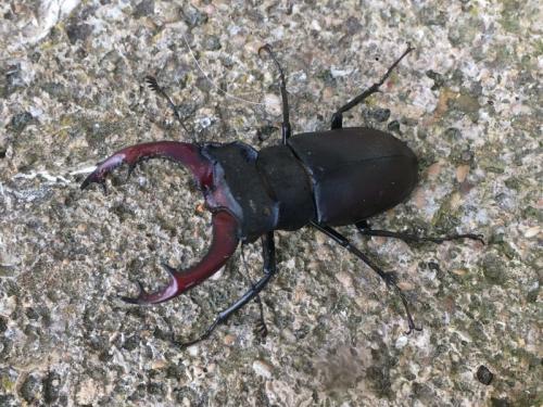 Lucanus cervus