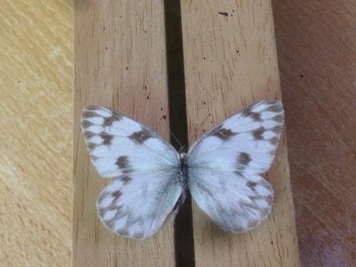 Pontia protodice