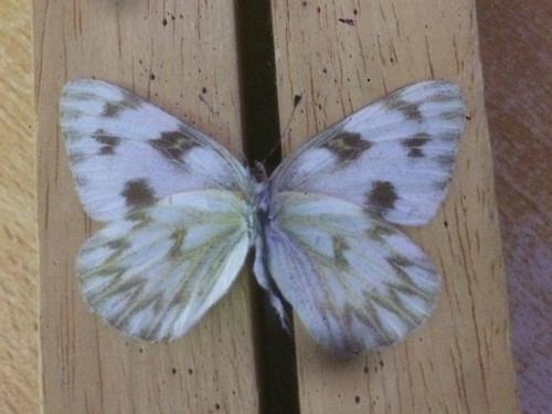 Pontia protodice