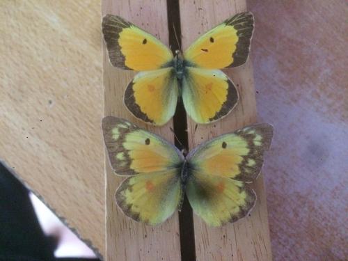 Colias eurytheme
