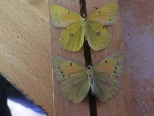 Colias eurytheme