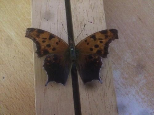 Réf. 203 430 : Polygonia interrogationis