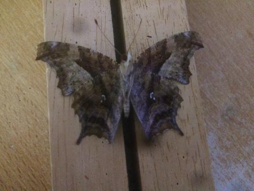 Réf. 203 431 : Polygonia interrogationis