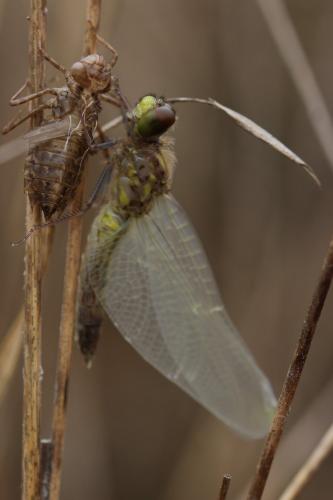 Réf. 203 432 : Leucorrhinia albifrons