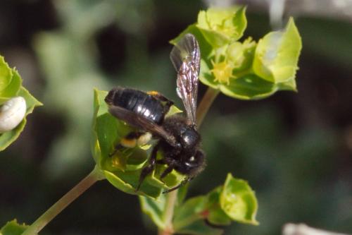Réf. 203 203 : Andrena pilipes