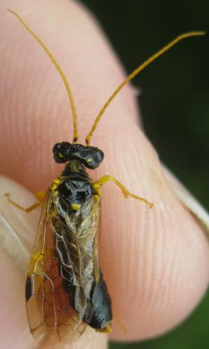 Réf. 203 646 : Pamphilius sylvaticus