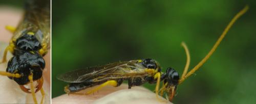 Réf. 203 645 : Pamphilius sylvaticus