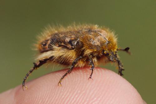 Réf. 203 219 : Tropinota sp.