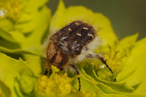 Réf. 203 220 : Tropinota sp.