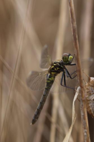 Réf. 203 434 : Leucorrhinia albifrons
