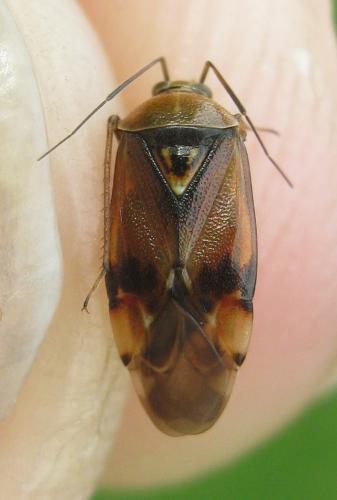 Réf. 203 402 : Lygus pratensis