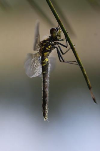 Leucorrhinia albifrons