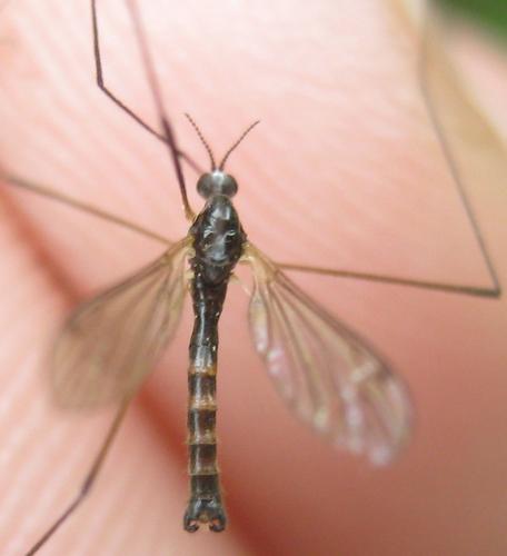 Dicranomyia caledonica