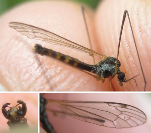 Réf. 203 399 : Dicranomyia caledonica