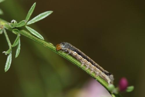Anorthoa munda