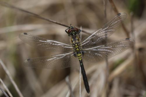 Leucorrhinia albifrons