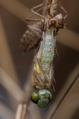 Réf. 203 630 : Leucorrhinia albifrons