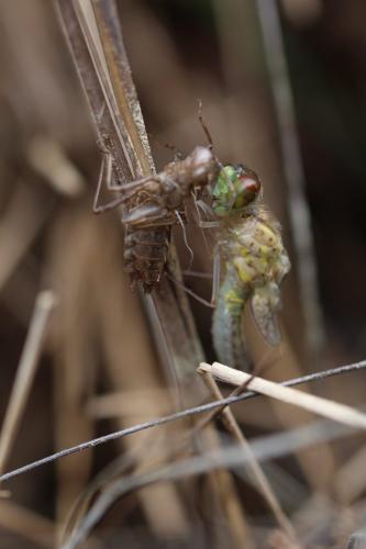 Leucorrhinia albifrons