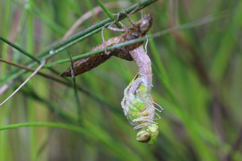 Anax imperator