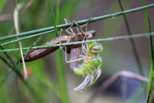 Anax imperator