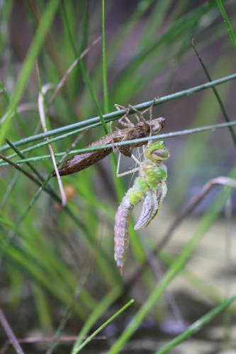 Anax imperator