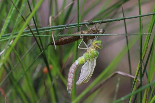 Anax imperator