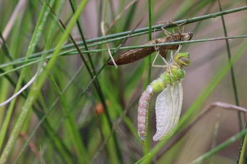 Anax imperator