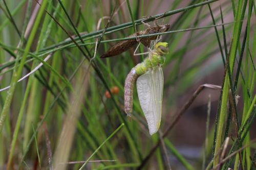 Anax imperator