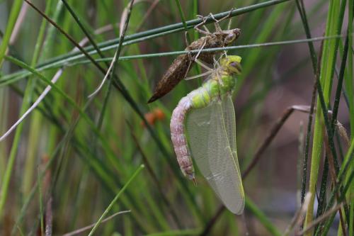 Réf. 203 713 : Anax imperator