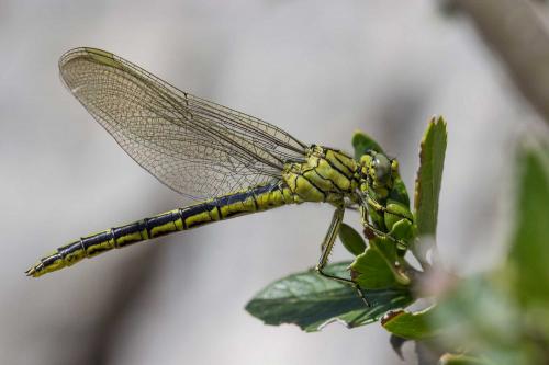 Gomphus pulchellus