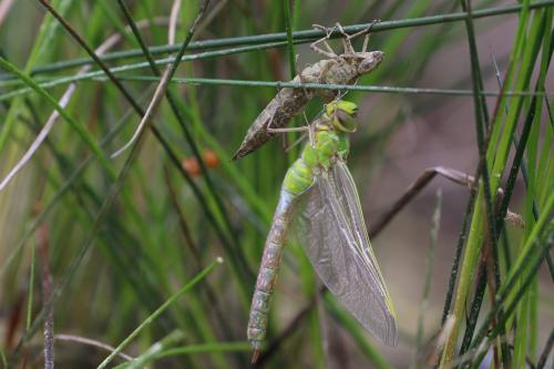 Anax imperator