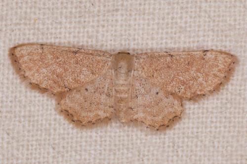 Idaea belemiata