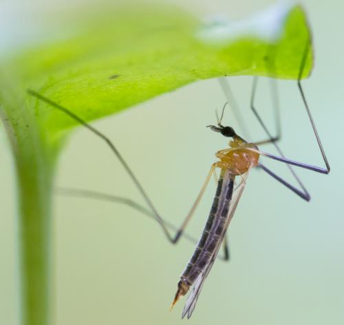 Réf. 203 301 : Limonia nigropunctata