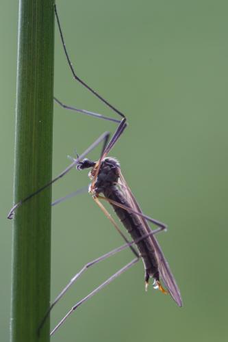 Tricyphona immaculata