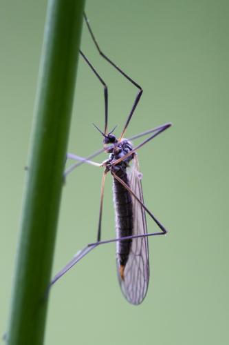 Tricyphona immaculata