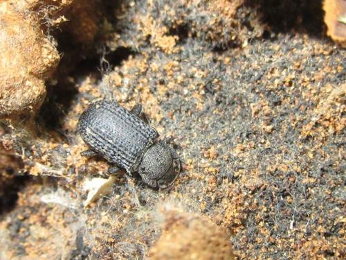 Réf. 203 134 : Bolitophagus reticulatus
