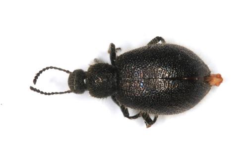 Réf. 203 474 : Lagriinae inconnu