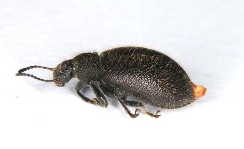 Réf. 203 475 : Lagriinae inconnu