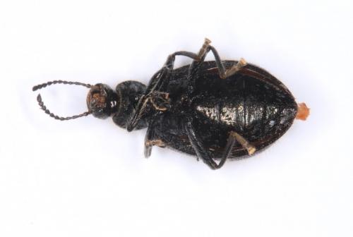 Réf. 203 476 : Lagriinae inconnu