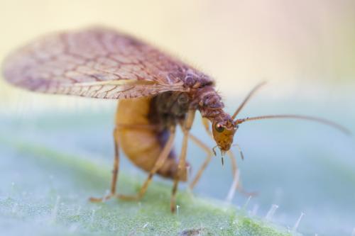 Micromus angulatus