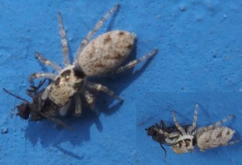 Salticus sp.