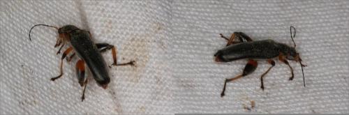 Réf. 203 153 : Osphya bipunctata