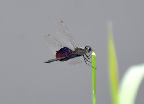 Rhyothemis semihyalina