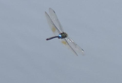 Anax guttatus