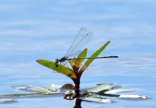 Pseudagrion sp.