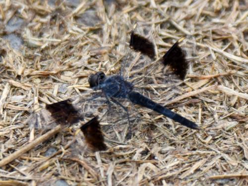 Brachythemis leucosticta